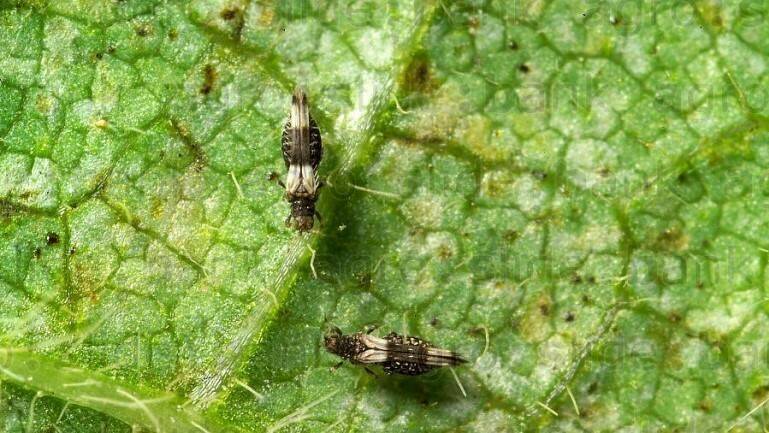 |||Póster-Trips-Wagenigen